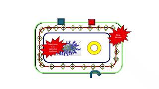 Decoding Antibiotic Resistance in Gram-Negative Bacteria
