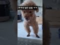 쿠쿠의 윙크!😆  푸들 쿠쿠의 일상🐶