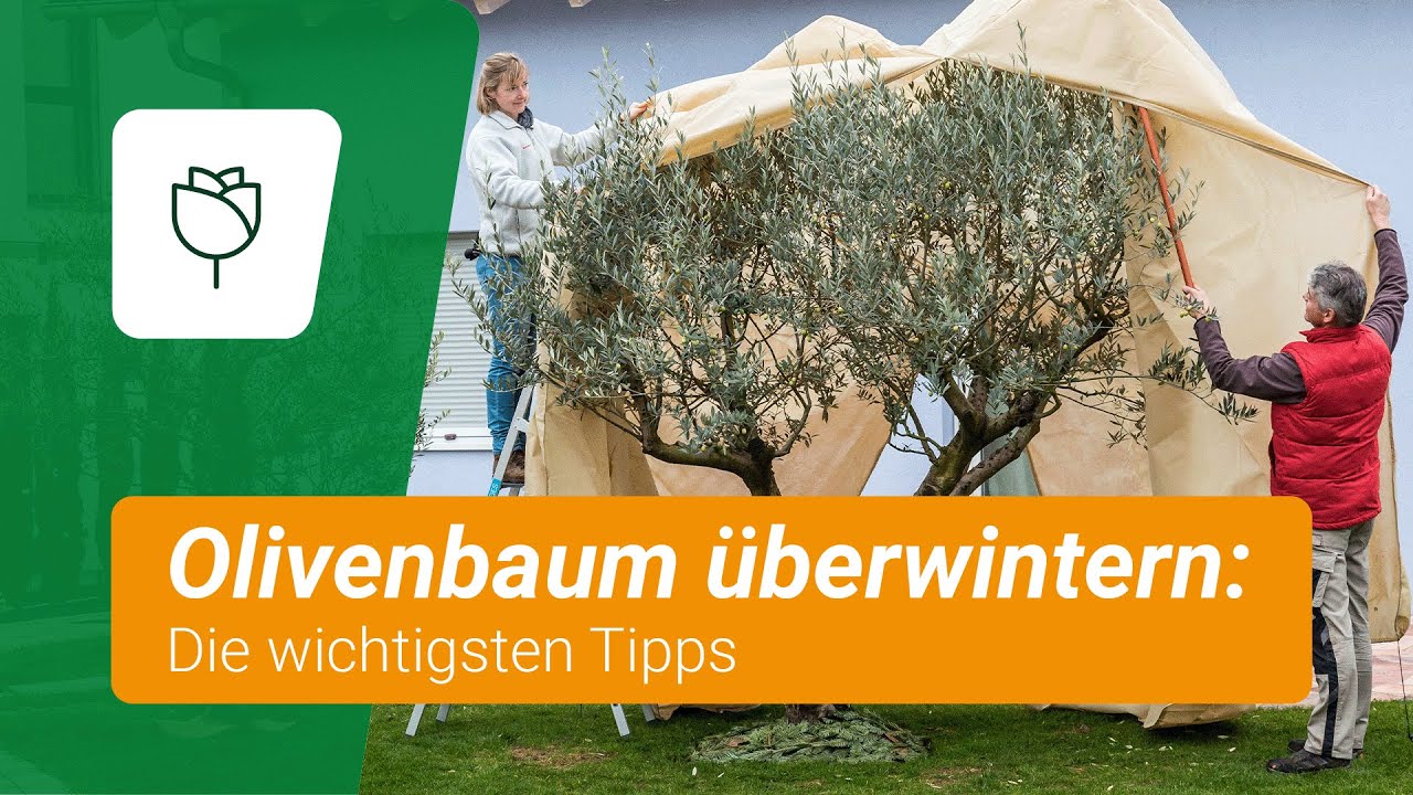 Olivenbaum winterfest machen: Diese Tipps MSST ihr kennen!