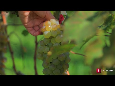 #დღისკოდი რთველი კახეთში - ავტორი: ქეთი გუნცაძე