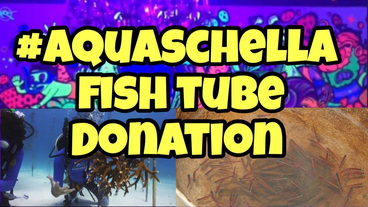 discus fish tank size Coral Resortation Project, Project Piaba, #Aquaschellafishtubedonation