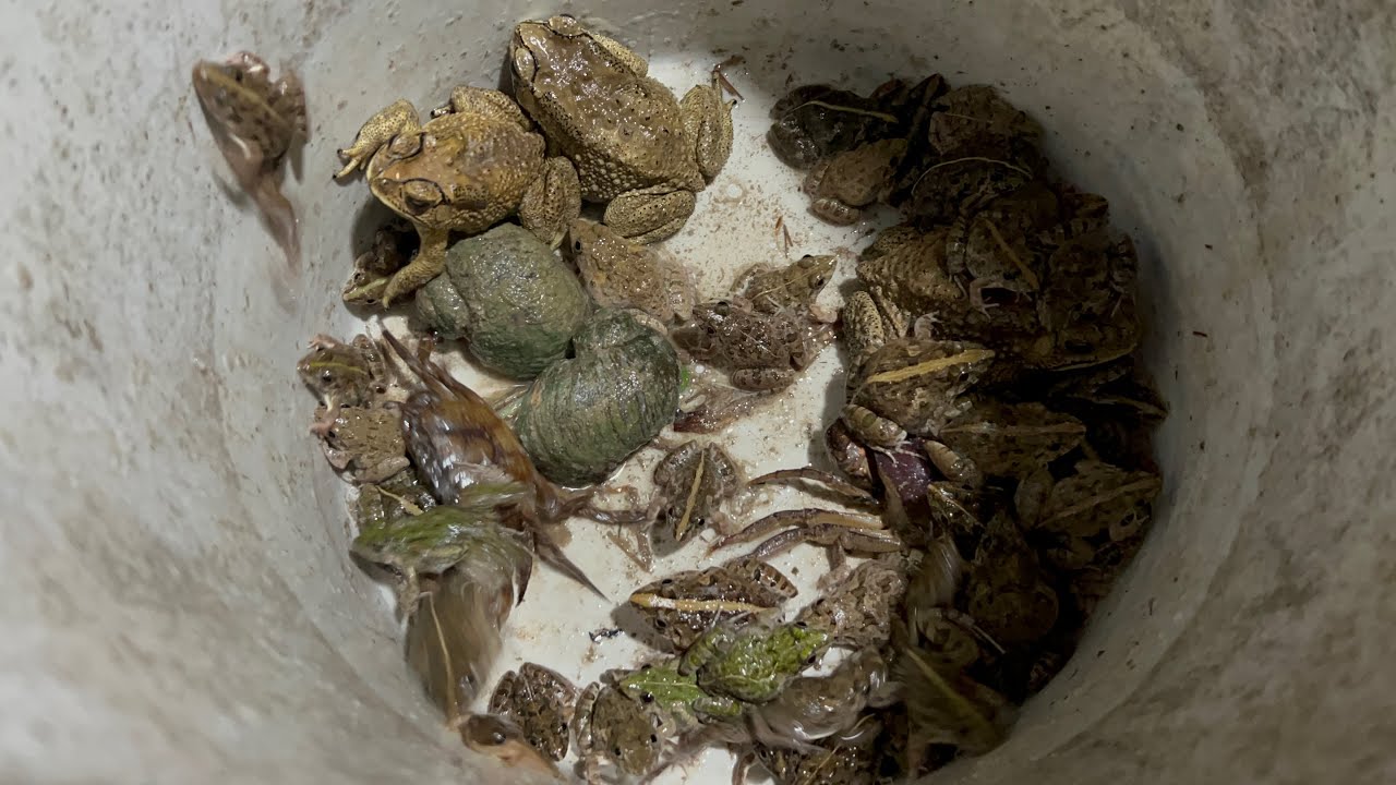 Frogs and lizards make you laugh | Catch the last big Frogs Hahaha | Catch Toad | Frogs funny