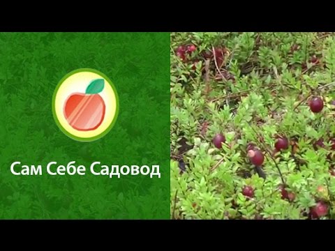 Вопрос: Клюква, что за ягода?