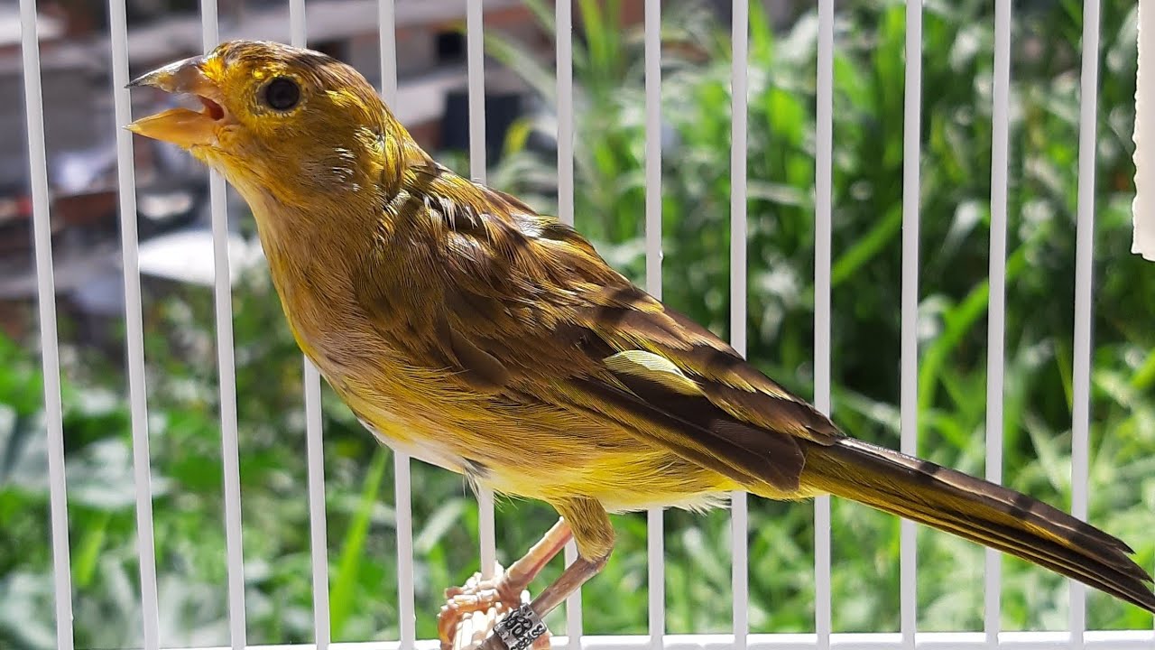ESQUENTE seu CANÁRIO DA TERRA com esse PARDO dando show!
