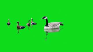 Green screen Bebek berenang HD
