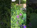Can you tell me what these flowers are #shortvideos