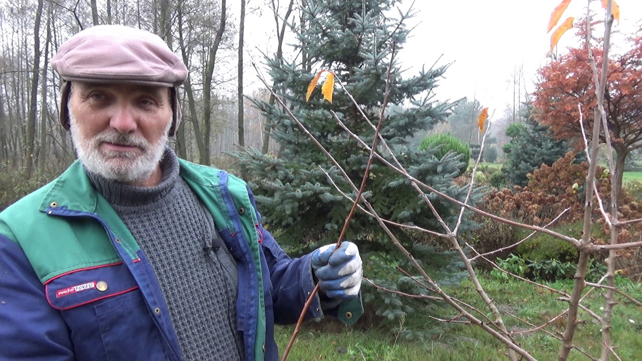 Jak pobrać zrazy do szczepienia?