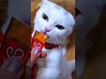 子猫の時はどっちも食いしん坊だったルナとラム　#マンチカン #ジェネッタ #短足