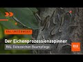 Eichenprozessionsspinner entfernen - Worauf achten? Baumpflege mit dem RAL Gütezeichen