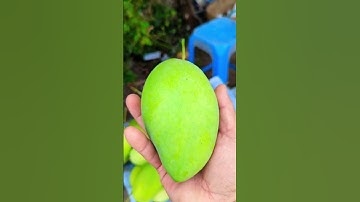 Giống cây ăn trái quý cần bảo tồn #tet #xoaicathoaloc