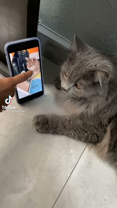 kucing joget