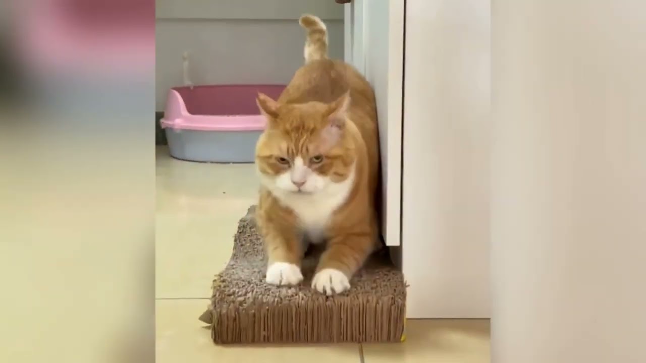 इन जानवरों से पंगा नहीं लेनेका😅😂 | cat funny video 😅😂