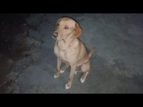 TODO DIA NA HORA DE DORMIR ELES FAZEM ISSO! 😱😱