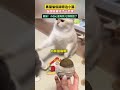 黑猫偷偷舔旁边小猫,当即就被打了一巴掌,黑猫:小白心里有我 它摸我脸了