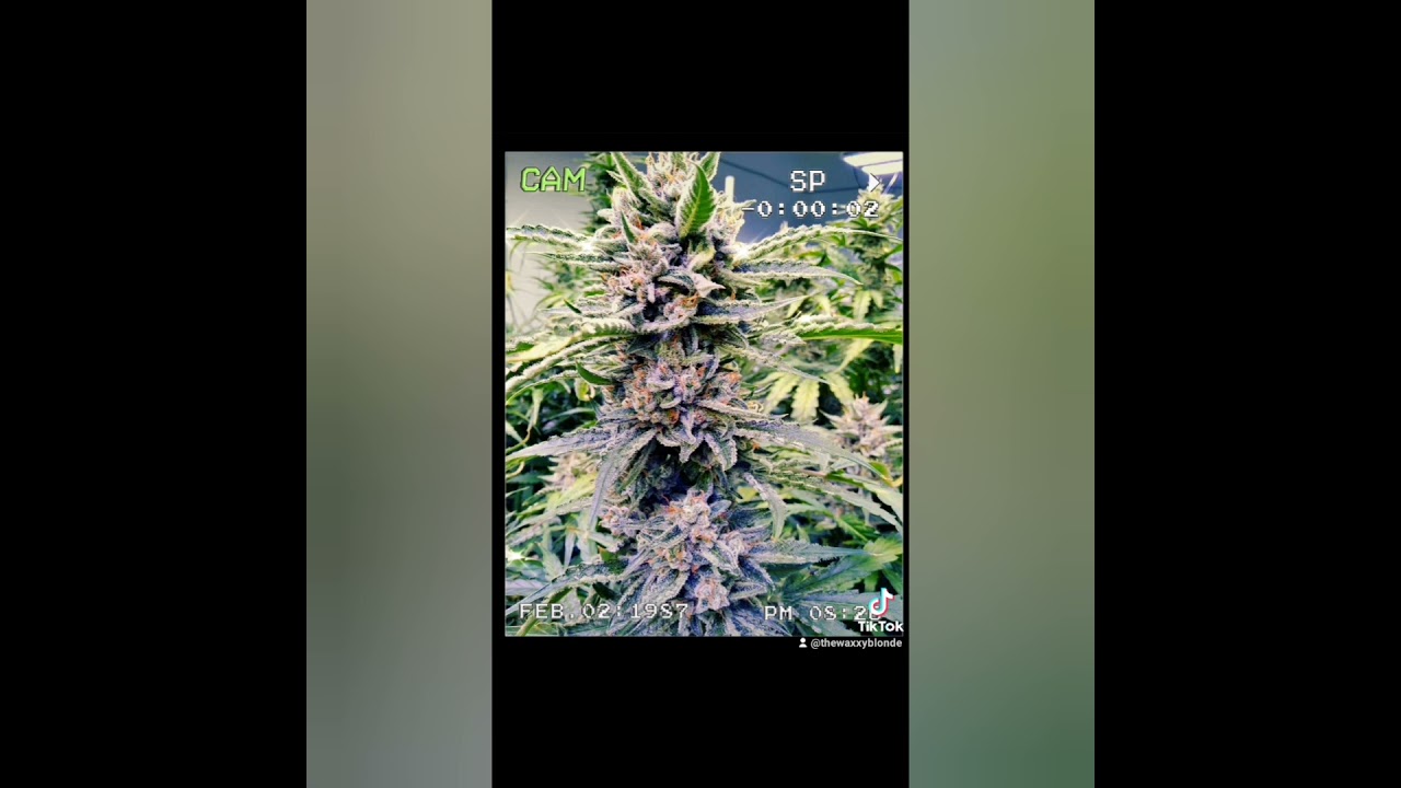 A little Webcam jazz with the girls of Castio Farms. Happy New years!!