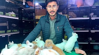 Sab For sale Hay 🐇 | Setup update | Fancy Rabbit Farming | Aftab Ahmad