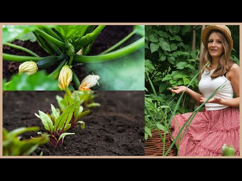 Video: Juli Gartenarbeit – Was im Westen im Sommer zu tun ist