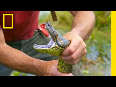 Encountering an Anaconda | Primal Survivor: Escape the Amazon | National Geographic