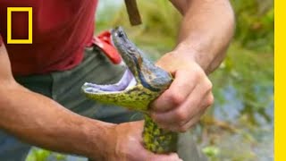 Encountering an Anaconda | Primal Survivor: Escape the Amazon | National Geographic