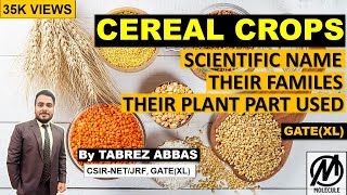 Cereal Crops - Scientific Name and Their Families & Plant Part Used || B.Sc 3rd year|| Neet ||