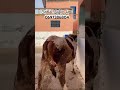 عجل تاع فيرمة لتلقيح عجل تاع فيرمة لتلقيح