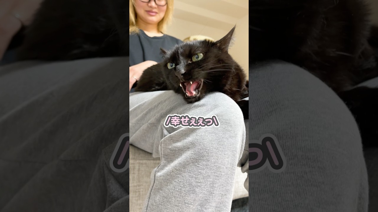 「幸せよぉぉ〜っ」と泣き叫びながら、ママのおひざの上で甘える猫