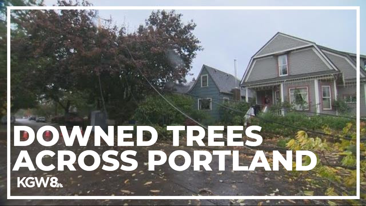 Rain and wind bring down trees and knock out power in Portland - YouTube