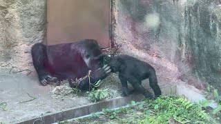 gorilla コモモを心配するスモモ【2024年‎5月5日】【上野動物園】ゴリラ💓Sumomo worrying about Komomo