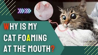 Why is My Cat Foaming At the Mouth? | Common Causes & What to Do