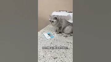 Почему кот шипит на хозяина #кошка #коты #shorts