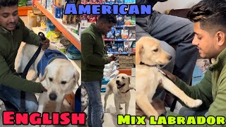 Difference between American, English & Mix labrador breed | Saurabh Dog Kennel | Call - 7275863266