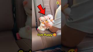 How To Order Pomeranian Dog Online