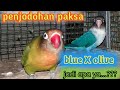 Cara menjodohkan lovebird biru mangsi X olive dengan cara paksa | NGEKEK fuq