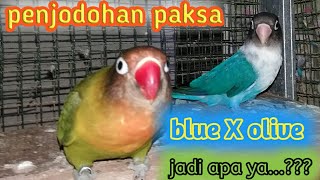 Cara Menjodohkan Lovebird Biru Mangsi X Olive Dengan Cara Paksa Ngekek Fuq