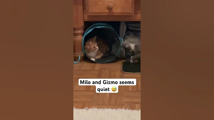 Watch the video about Gizmo and Milo 😅 #cats #kitten #shortvideo #funny #mainecooncats #viral #shortsviral #love