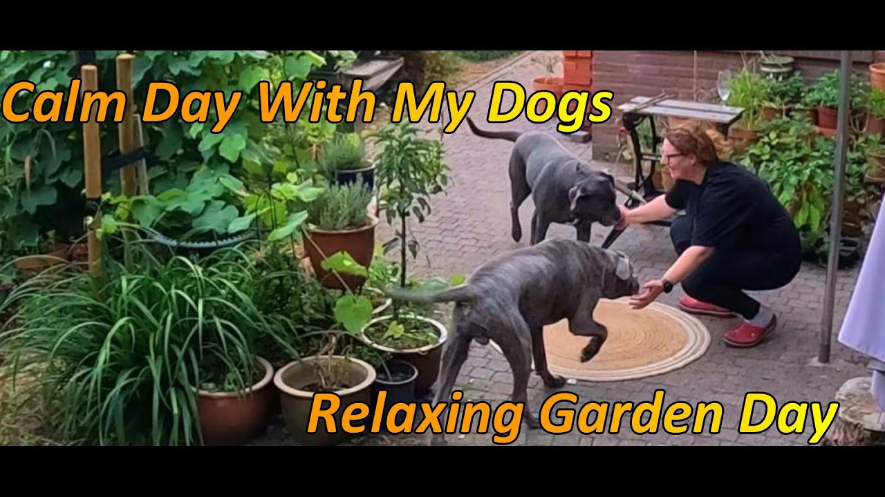 Relaxing Garden Day 🌿 | Slow Living with My Cane Corsos Bella & Pablo