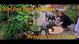 Relaxing Garden Day Slow Living With My Cane Corsos Bella & Pablo