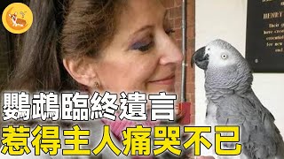 非洲灰鸚鵡死之前對主人說你很棒我愛你。惹得所有人流下眼淚… |#震撼 #不可思議#驚人 #暖心 #可愛 #救援 #動物 #新聞 #真實故事 #鏡頭 #記錄 #奇聞 #奇跡 #善良