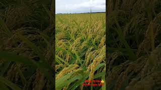 Hạt Lúa Vàng Cây Lúa Xanh Miền Tây Thương Nhớ