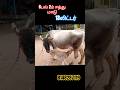 13லிட்டர் கறவை திறன் ஜெர்சி கன்று மாடு விற்பனைக்கு வந்துள்ளது #cow #dairyfarm #jersey #dairyfarming