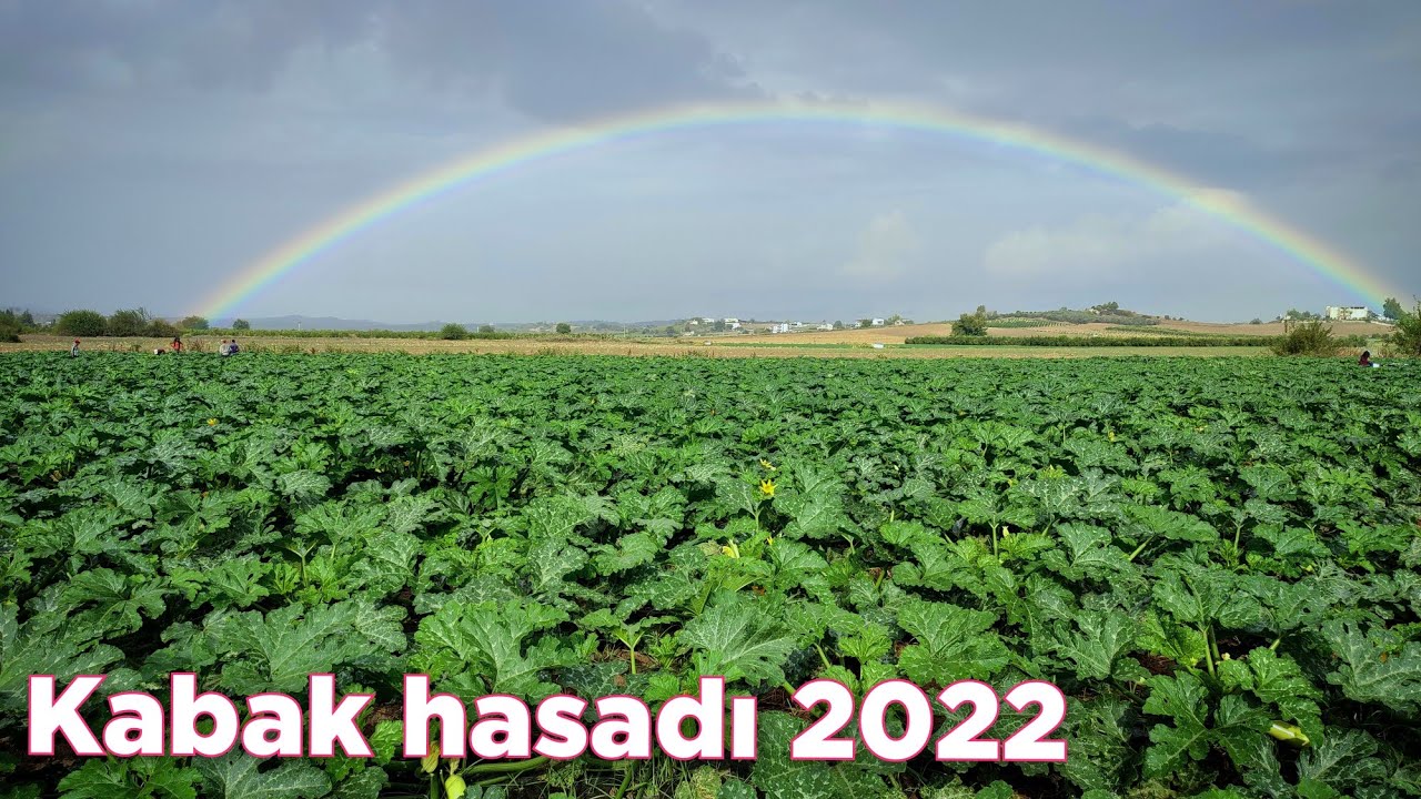 Kabak hasadı yapıyoruz 2022 güzlük açık kabak yetiştiriciliği