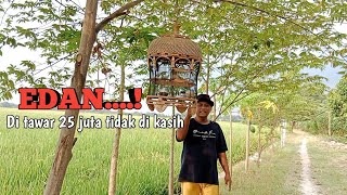 CRAZY!!! Local turtledoves are on SALE for 25 MILLION Not for SALE