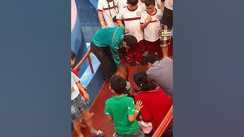 Xiếc khỉ ở rạp xiếc Đầm Sen