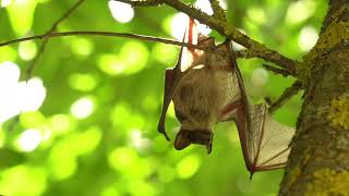 Chiroptera: An Overview of Bats