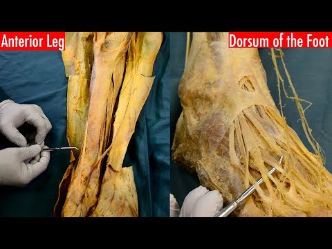 Video: Care este partea dorsală a piciorului?