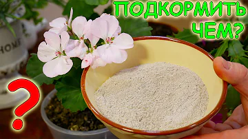 ЗОЛА + ВОДА - ЦВЕТЫ ГЕРАНИ станут ЯРЧЕ и КРУПНЕЕ!