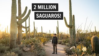 One Day at Saguaro National Park (West)  | Hiking Wasson Peak, Valley View Overlook, & more!