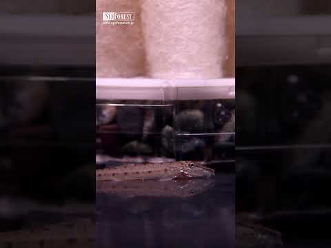 バーチャル・アクアリウム | ホースフェイスローチ | ASMRな水槽音と熱帯魚に癒される、チルい映像インテリア #shorts