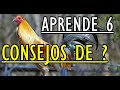 COMO SELECCIONAR SEMENTALES ? - Gallos Finos