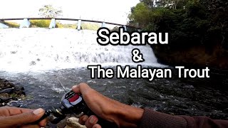 Memancing Ikan Sebarau Dan Sikang | Trout Malaysia #shimano #sebarau #hampala